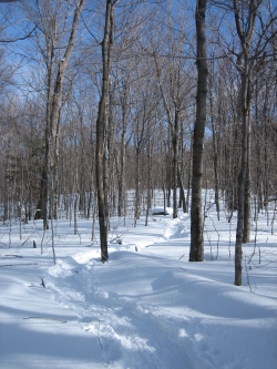 Schneeschuhspuren im Wald
